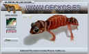 GECKOS